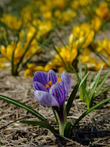  - 2018_01_Flori de primavara