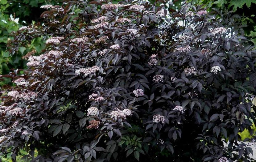 sambucus black beauty 30 - ARBUSTI DE VANZARE  1