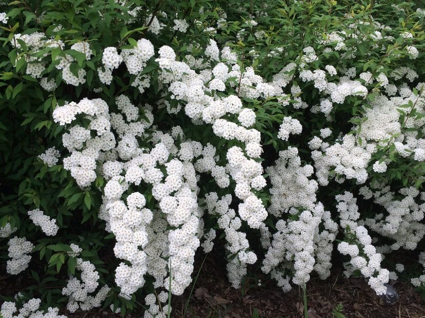 spiraea vanhouttei 20 - ARBUSTI DE VANZARE  1