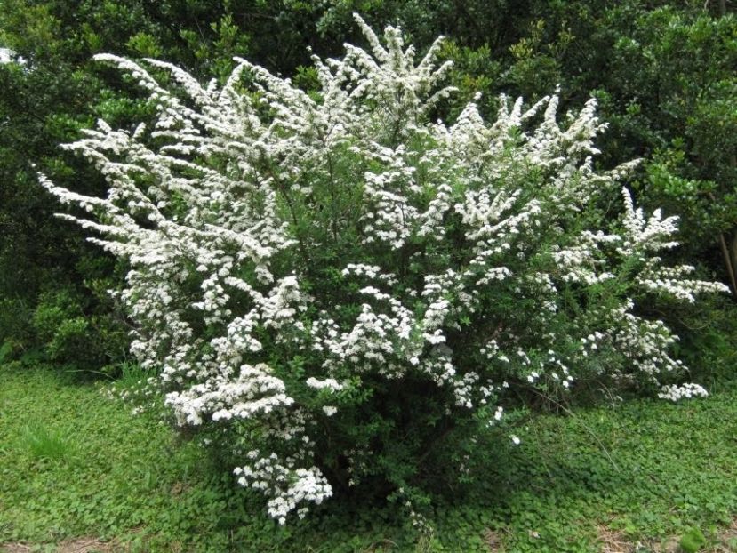 Spirea_nipponica june bride 20 - ARBUSTI DE VANZARE  1