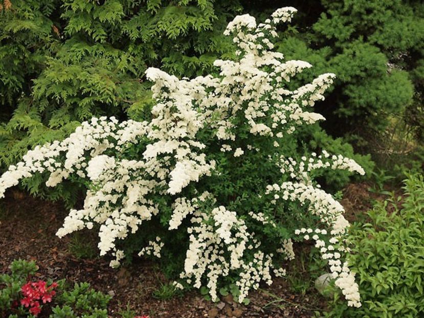 spirrea white carpet 20 - ARBUSTI DE VANZARE  1
