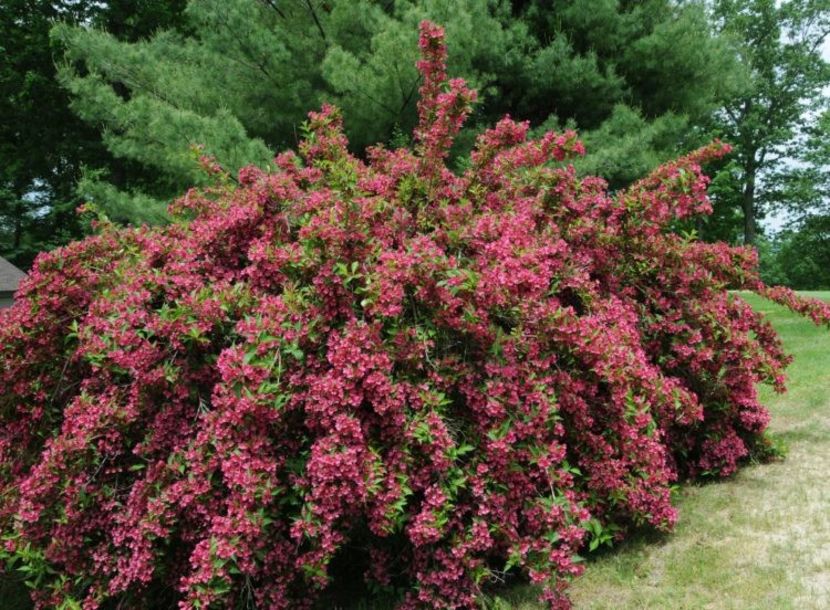 weigella bristol-ruby-20 - ARBUSTI DE VANZARE  1