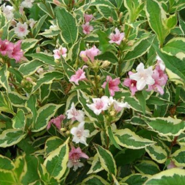 weigella -nana-variegata-20 - ARBUSTI DE VANZARE  1