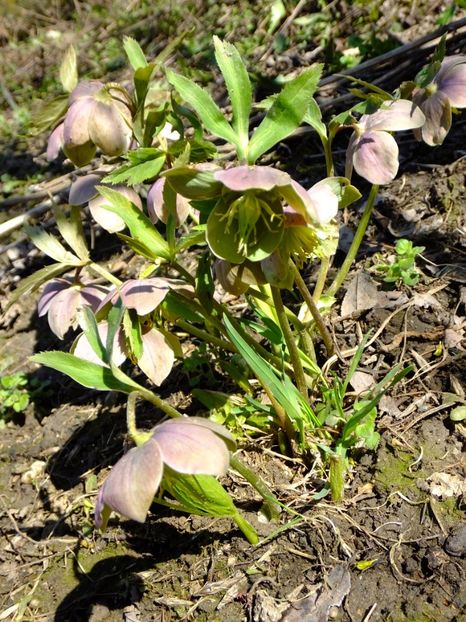  - 2018_01_Flori de primavara