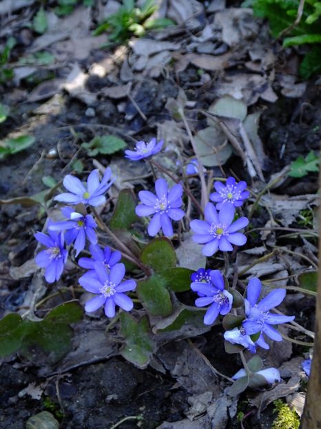  - 2018_01_Flori de primavara