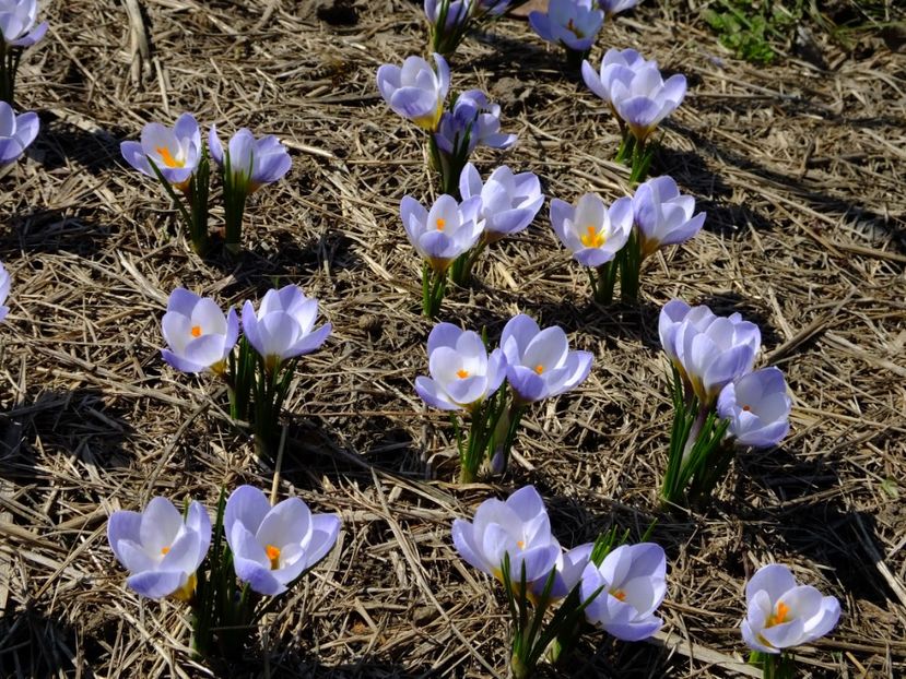  - 2018_01_Flori de primavara