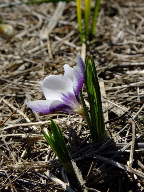  - 2018_01_Flori de primavara