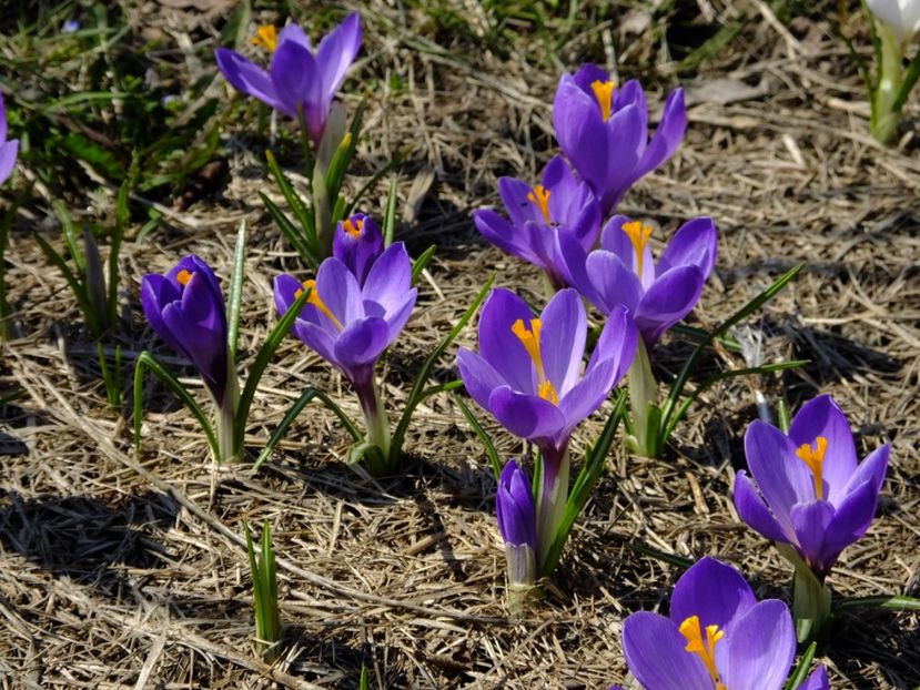  - 2018_01_Flori de primavara