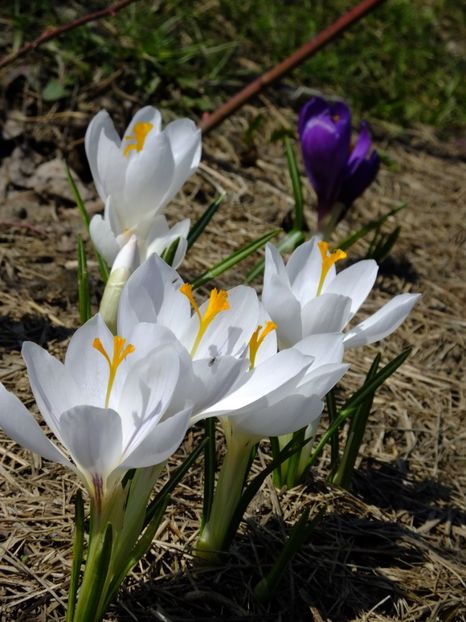  - 2018_01_Flori de primavara