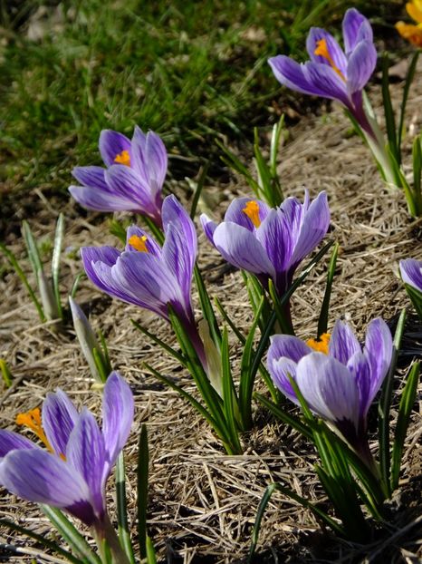  - 2018_01_Flori de primavara