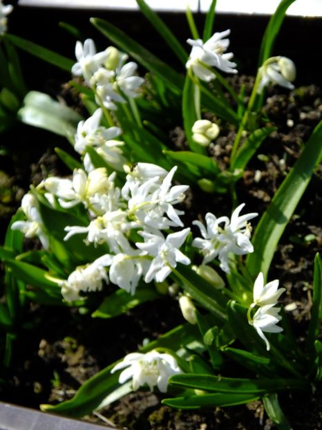  - 2018_01_Flori de primavara