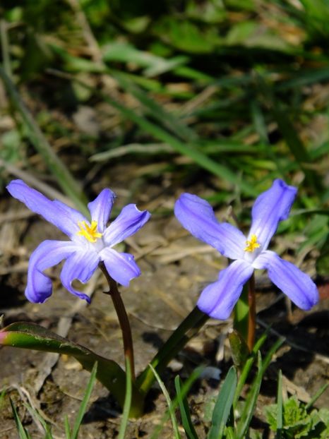  - 2018_01_Flori de primavara