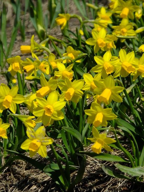  - 2018_01_Flori de primavara