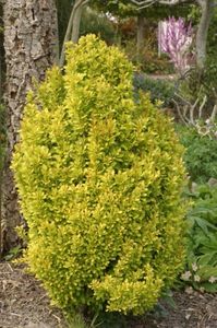 berberis golden-torch-25 - ARBUSTI DE VANZARE 2