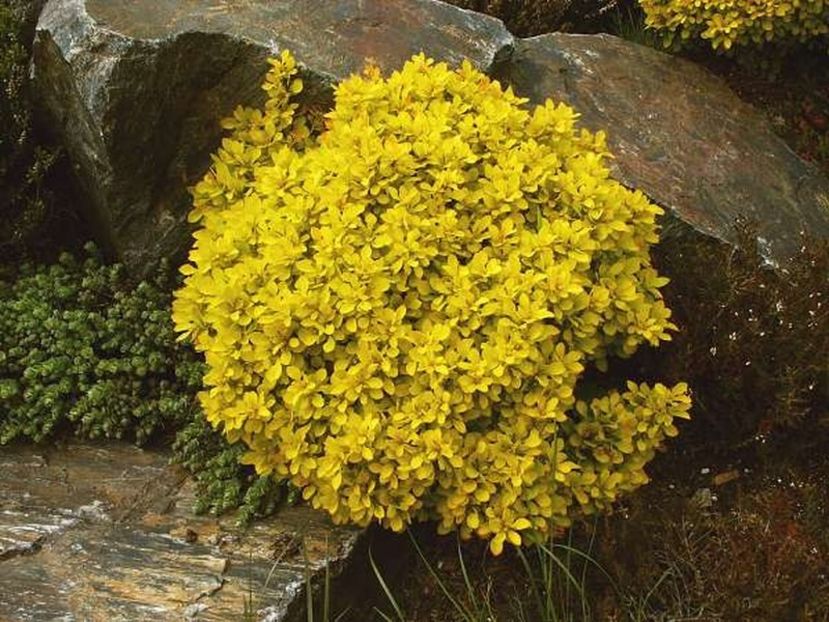 berberis-thunbergii-goldalita-25 - ARBUSTI DE VANZARE 2