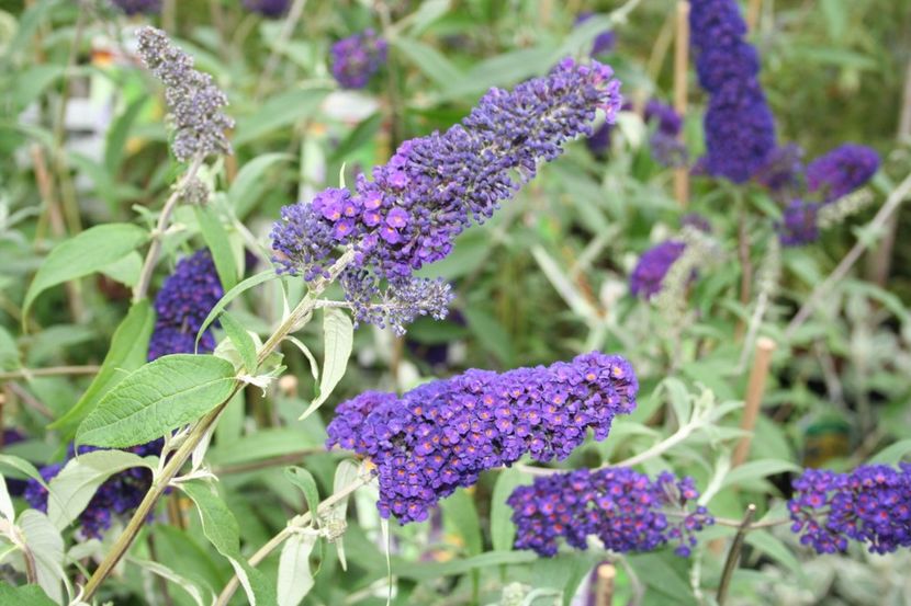 buddleja-davidii-empire-blue-20 - ARBUSTI DE VANZARE 2