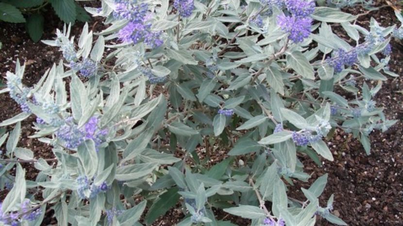 Caryopteris-Sterling-Silver-20 - ARBUSTI DE VANZARE 2