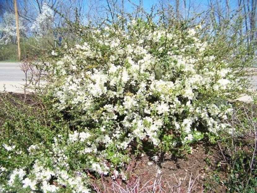 chaenomeles jet trail 20 - ARBUSTI DE VANZARE 2