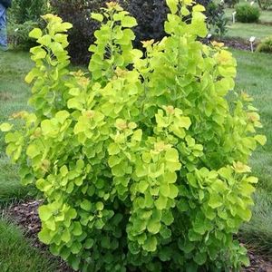 cotinus golden spirit 30 - ARBUSTI DE VANZARE 2