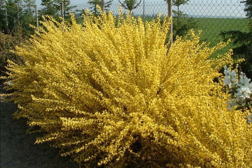 cytissus all gold 25 - ARBUSTI DE VANZARE 2