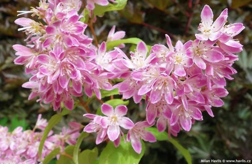 deutzia magicien 20 - ARBUSTI DE VANZARE 2