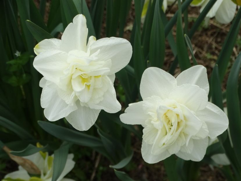  - Plante in gradina 2018