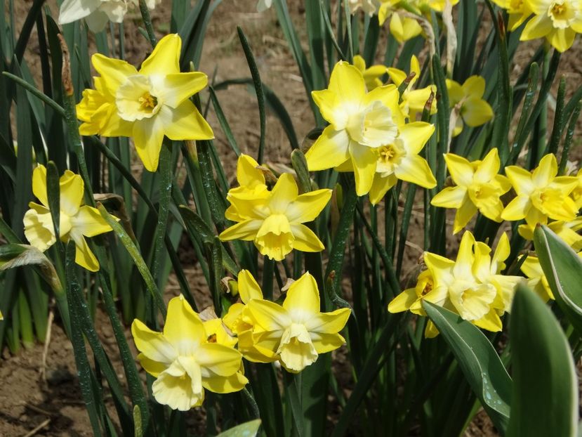  - Plante in gradina 2018