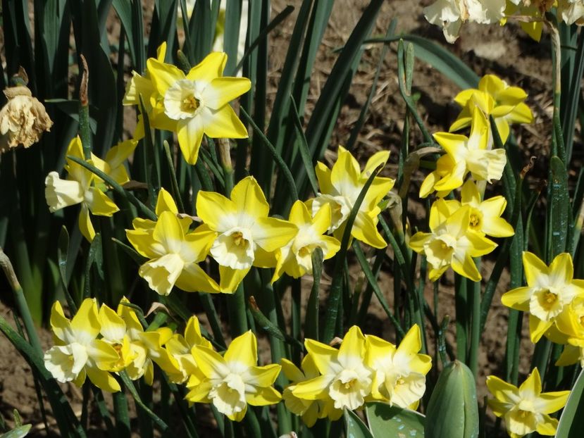  - Plante in gradina 2018