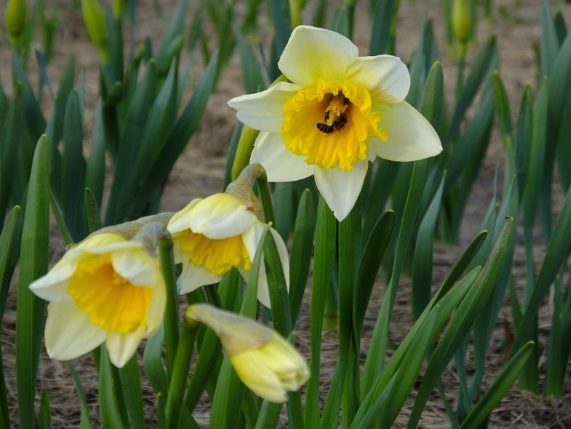  - 2018_01_Flori de primavara