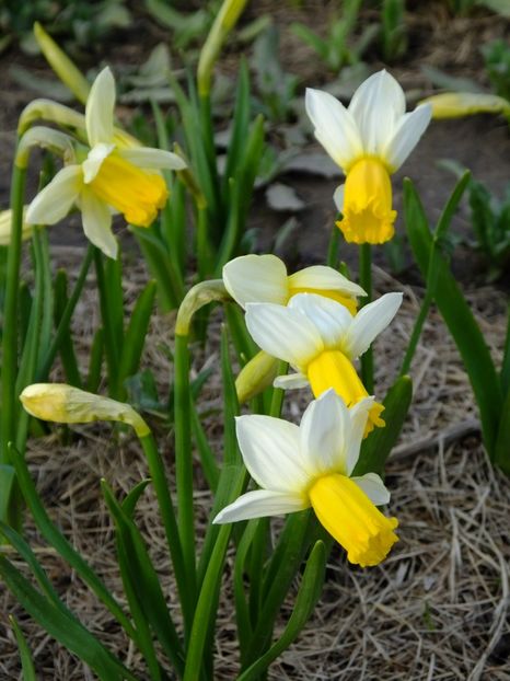  - 2018_01_Flori de primavara