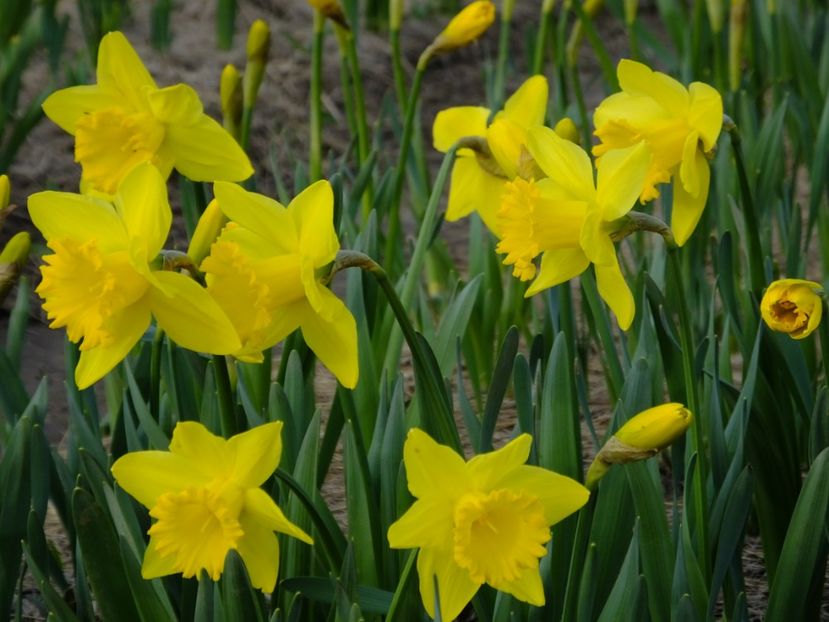  - 2018_01_Flori de primavara