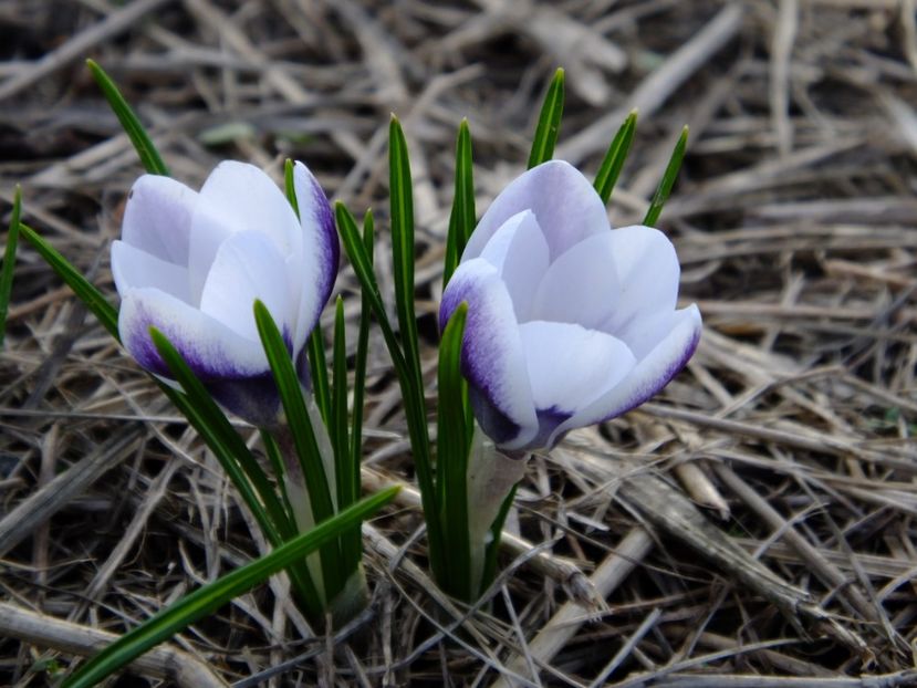  - 2018_01_Flori de primavara