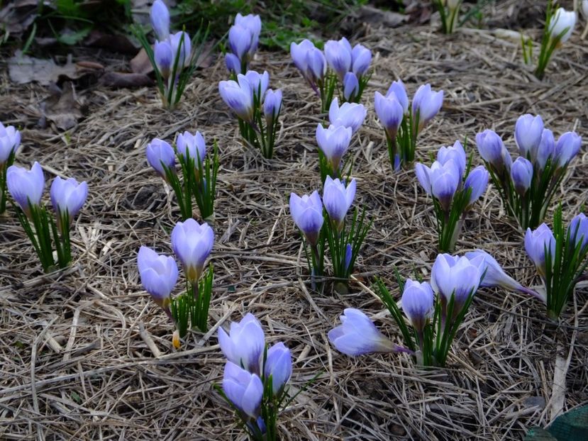  - 2018_01_Flori de primavara