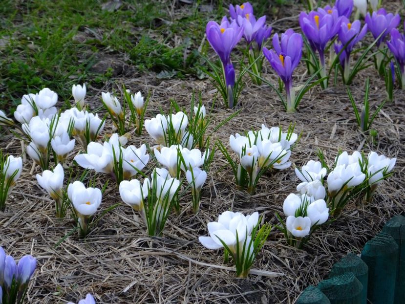  - 2018_01_Flori de primavara