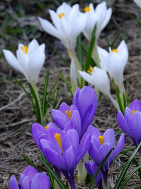  - 2018_01_Flori de primavara