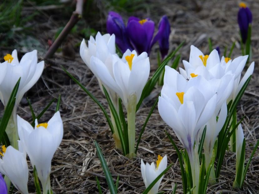  - 2018_01_Flori de primavara