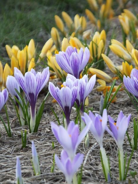  - 2018_01_Flori de primavara