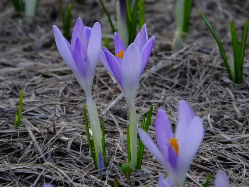  - 2018_01_Flori de primavara