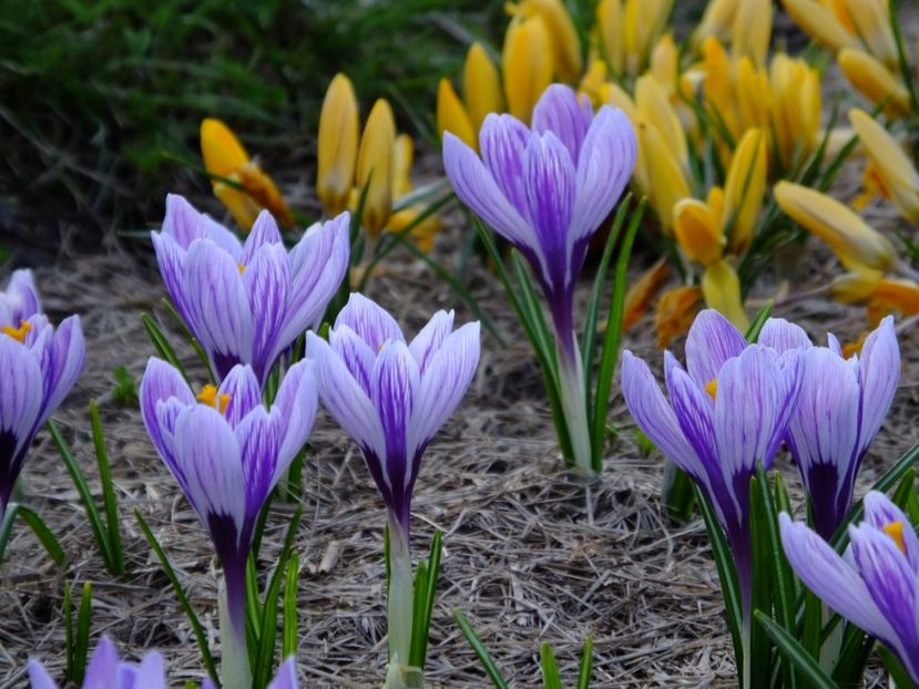  - 2018_01_Flori de primavara