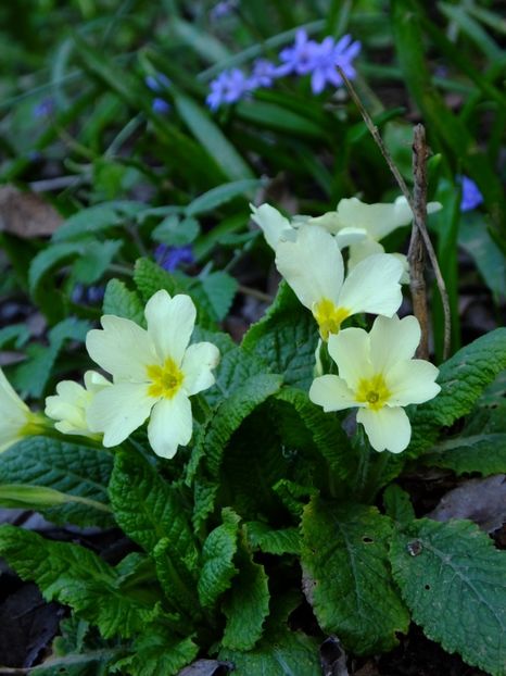  - 2018_01_Flori de primavara