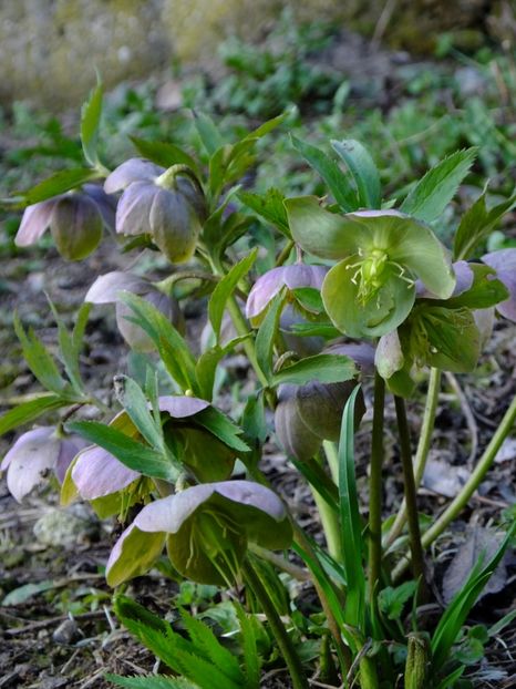  - 2018_01_Flori de primavara