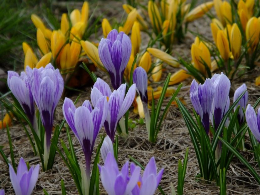  - 2018_01_Flori de primavara