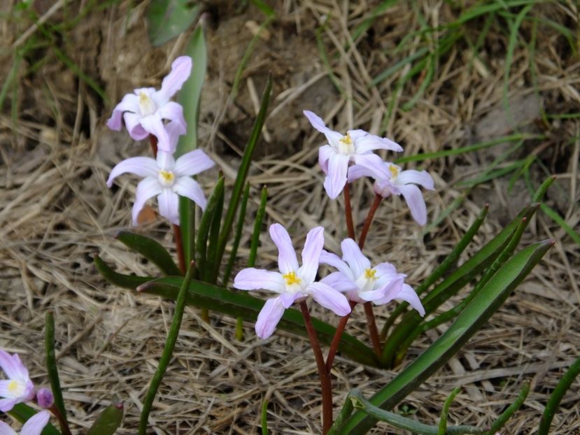  - 2018_01_Flori de primavara