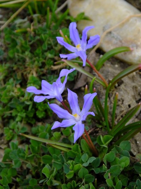  - 2018_01_Flori de primavara