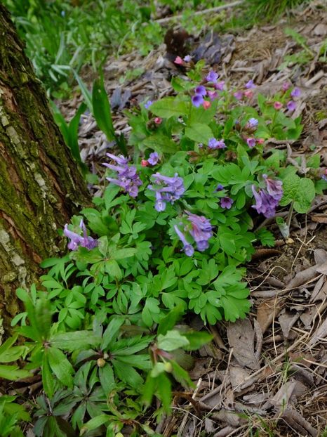  - 2018_01_Flori de primavara