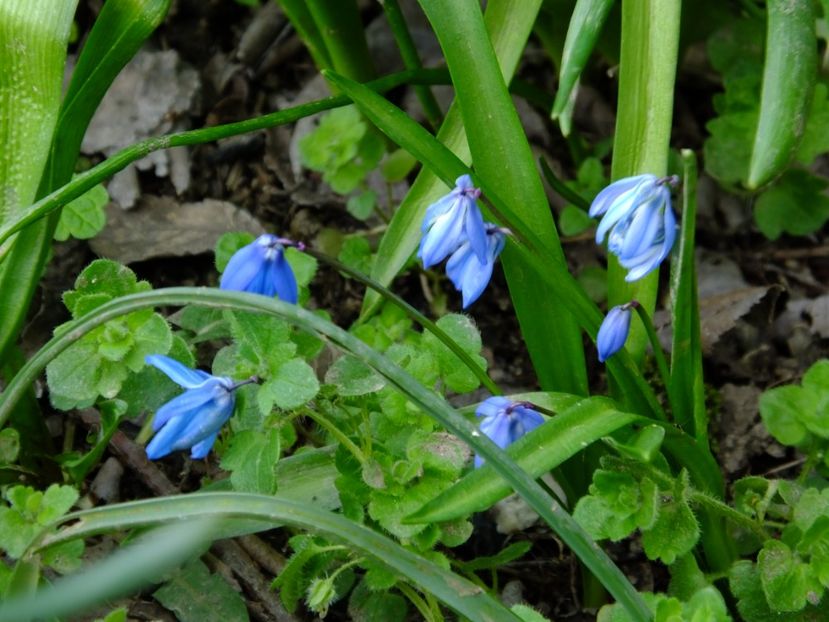  - 2018_01_Flori de primavara