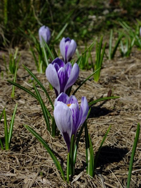  - 2018_01_Flori de primavara