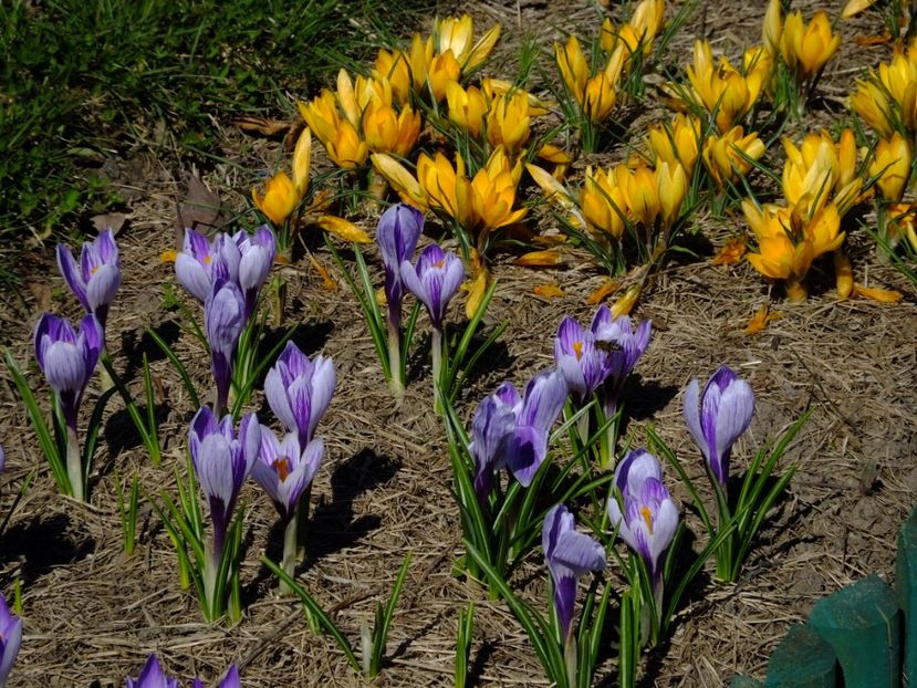  - 2018_01_Flori de primavara