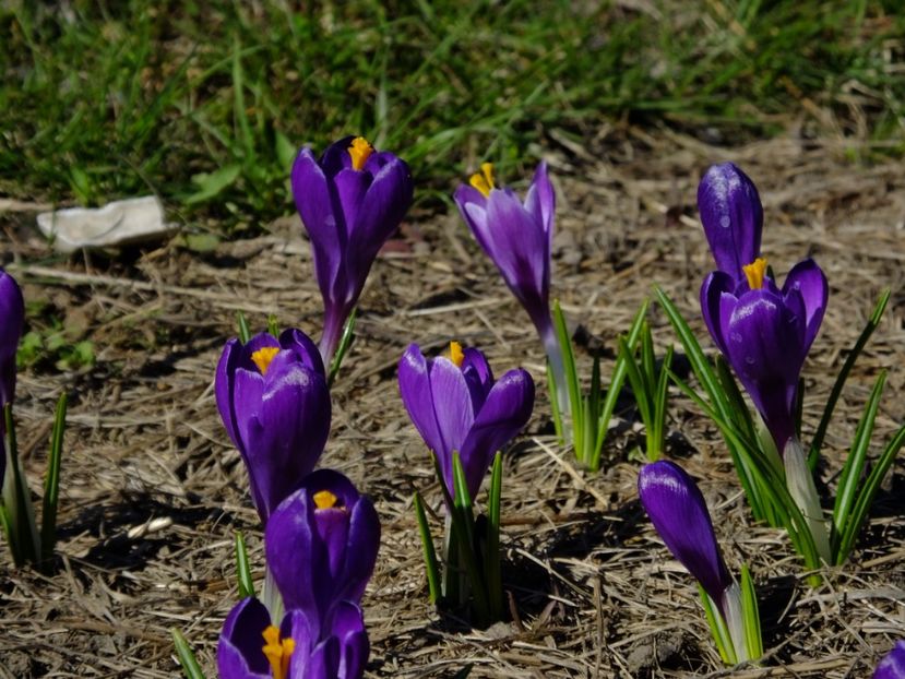  - 2018_01_Flori de primavara