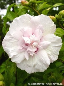 hibiscus ghina chiffon 20 - ARBUSTI DE VANZARE 2